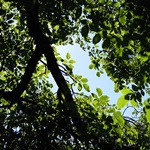 O sì che non sapevo sospirare(溜息を知らなかった)の解説(歌詞・対訳)