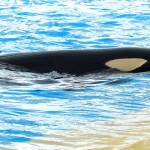エッジボイス(ボーカルフライ)はリラックスして出そう