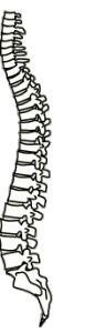 backbone