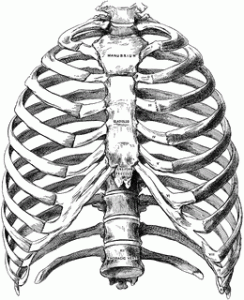 thorax